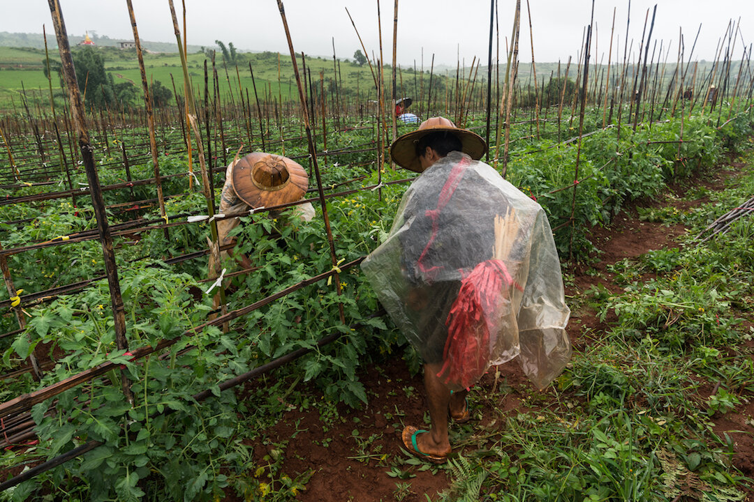 Staking tomato plants, Ywar Ngan Village