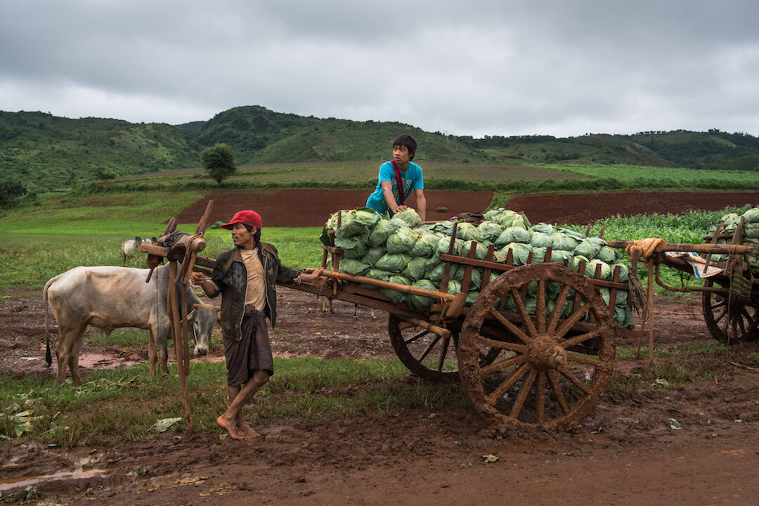 Harvesting of the cabbages, Thayat Pu Village area