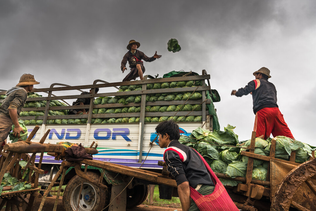 Loading&nbsp;the cabbages to take to market, Thayat Pu Village Area