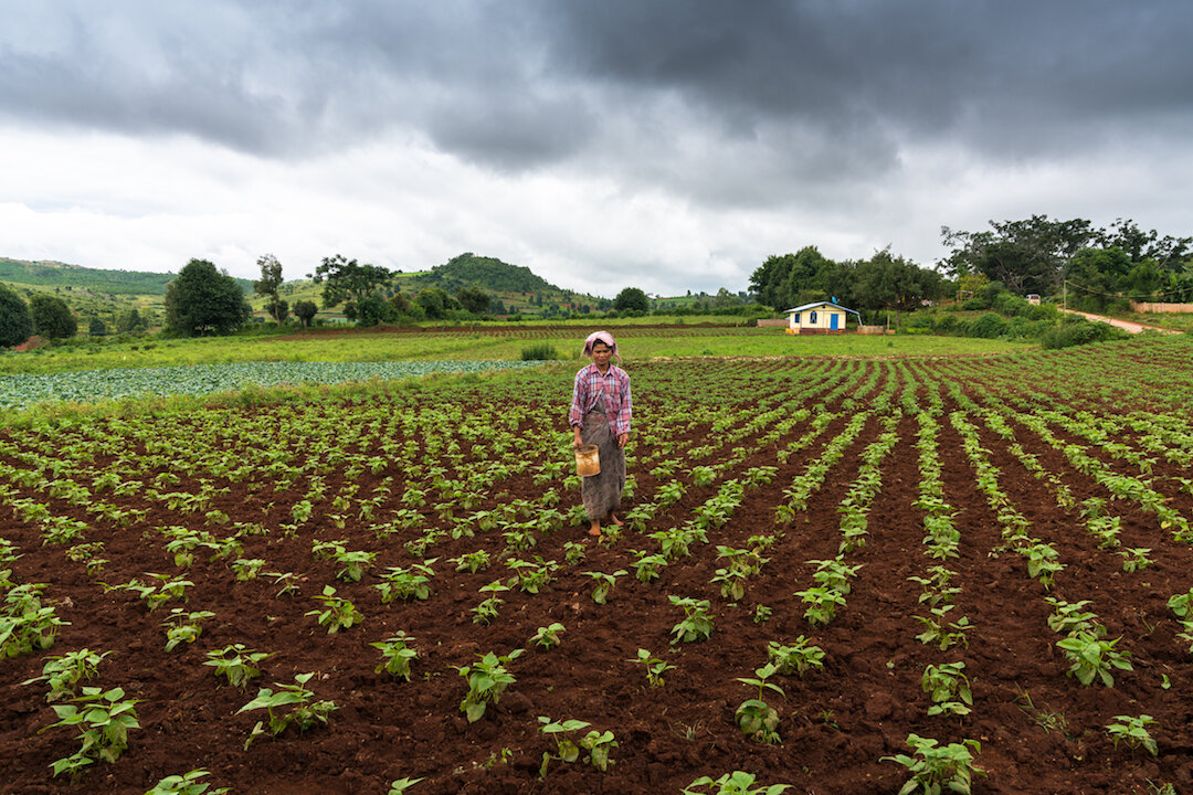 A newly planted field of cabbages, Pwe Pyat Village