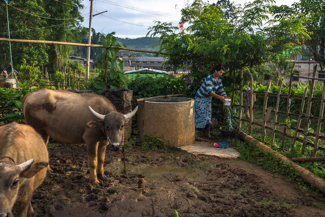 A woman tending to her livestock, Myin&nbsp;Ka Village