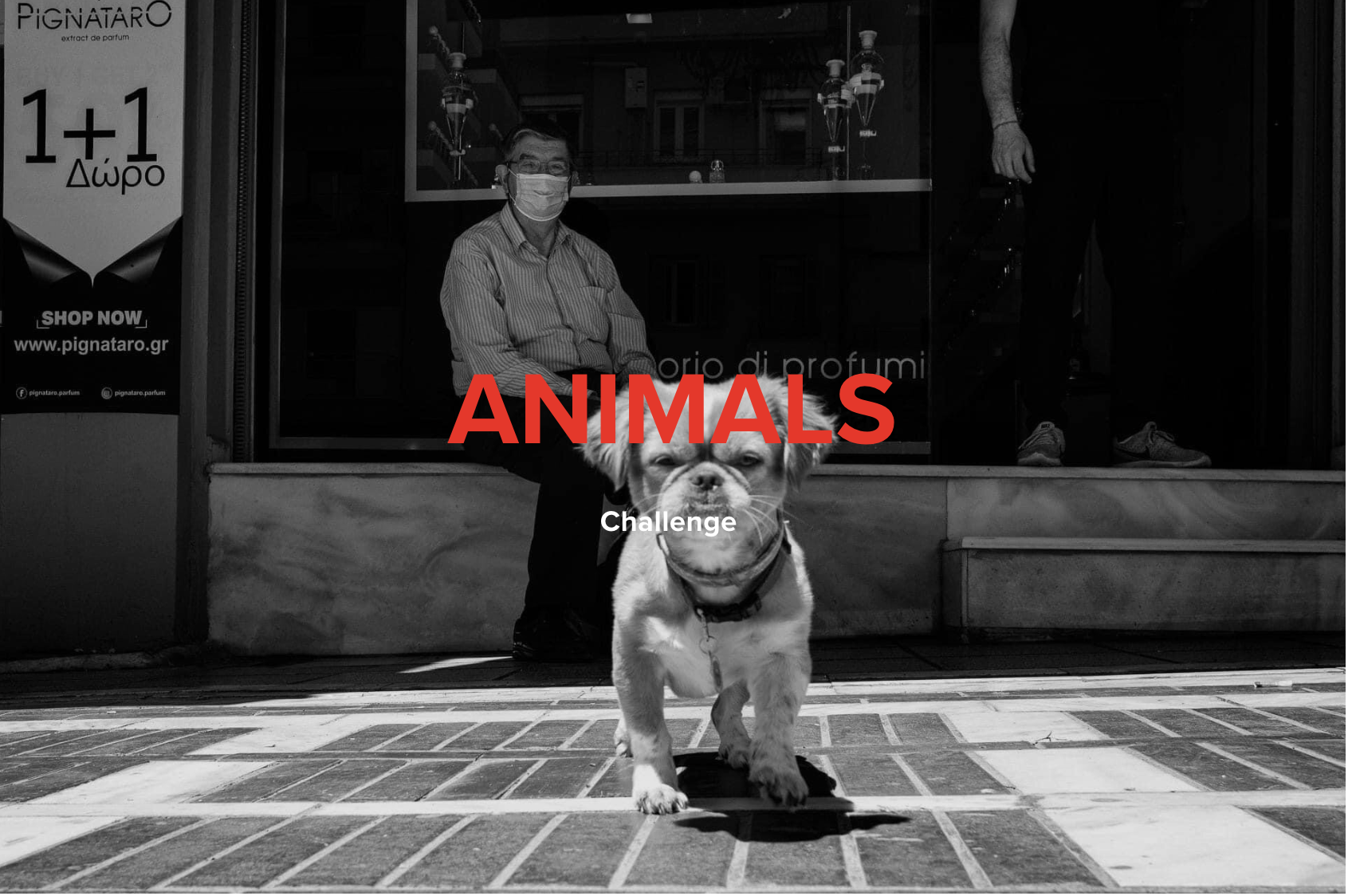 Animals – 2021