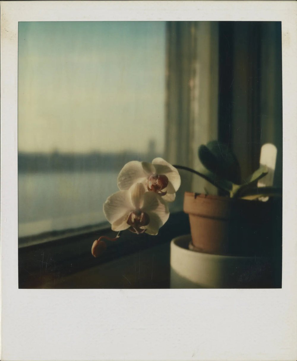 Ralph Ellison, “Untitled,” a Polaroid image of an orchid, taken from his Riverside Drive apartment window, 1972/1994.Credit...The Ralph and Fanny Ellison Charitable Trust