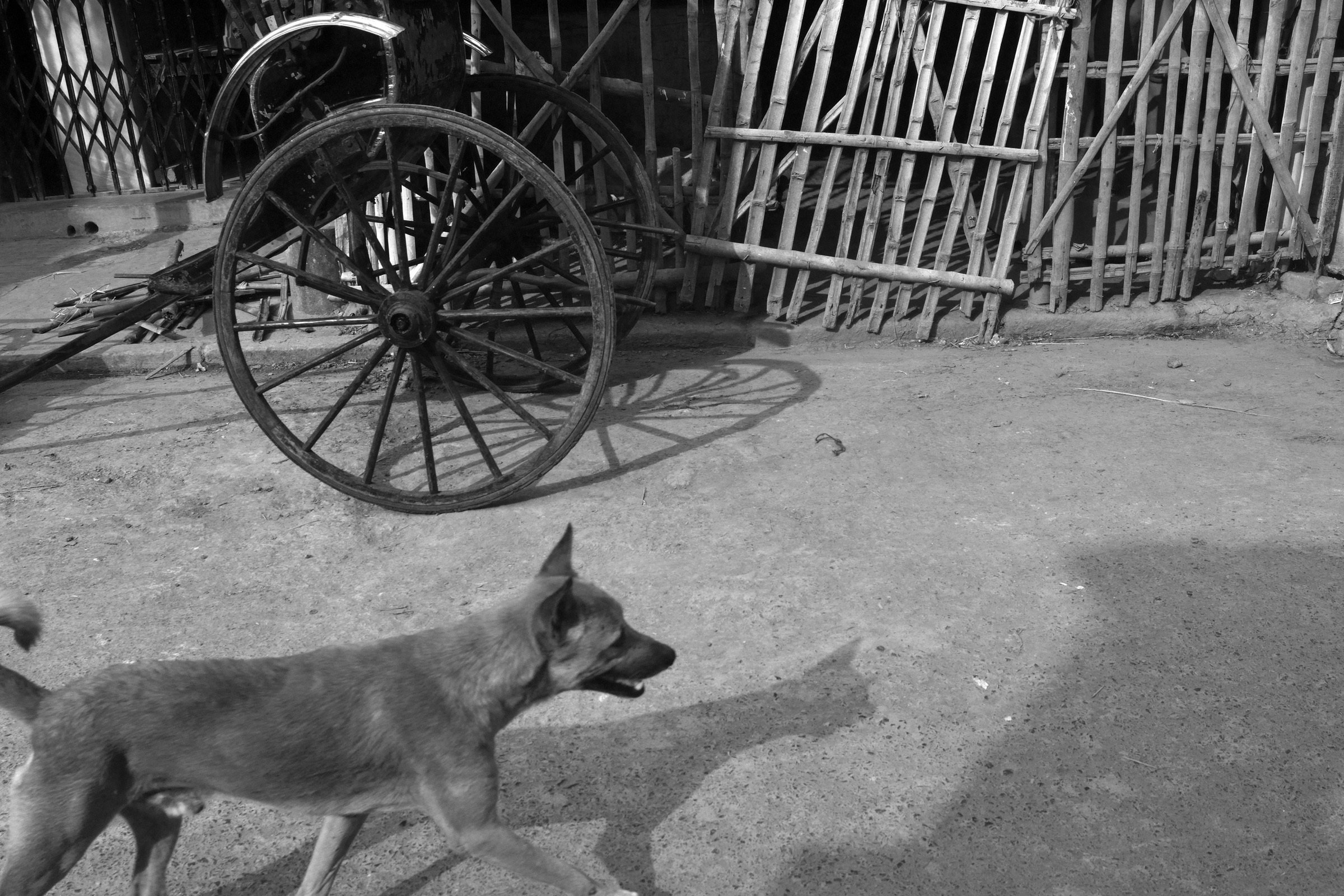 Rajib8(Street_dogs_Kolkata).jpg