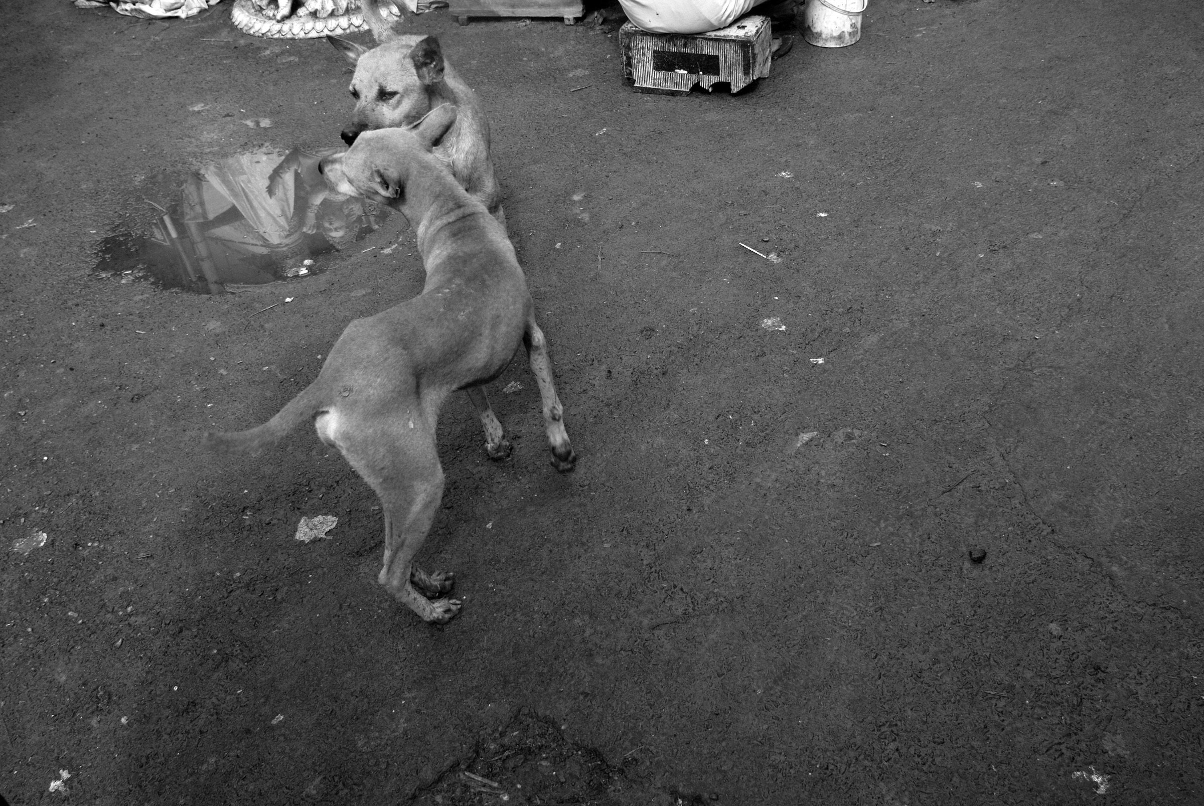 Rajib12(Street_dogs_Kolkata).jpg