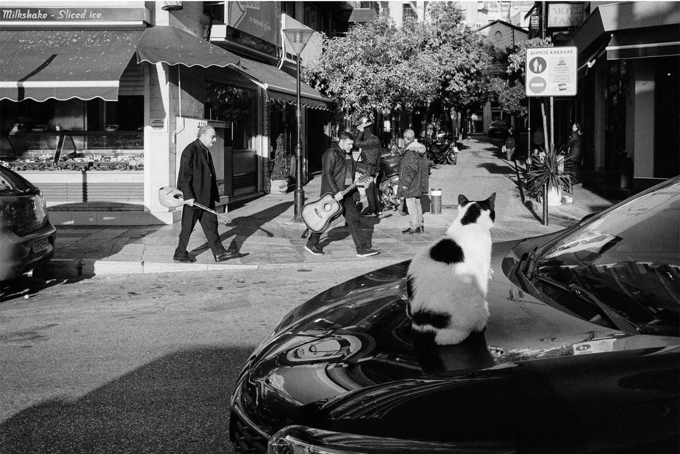 StrayCats by Theodoros Topalis