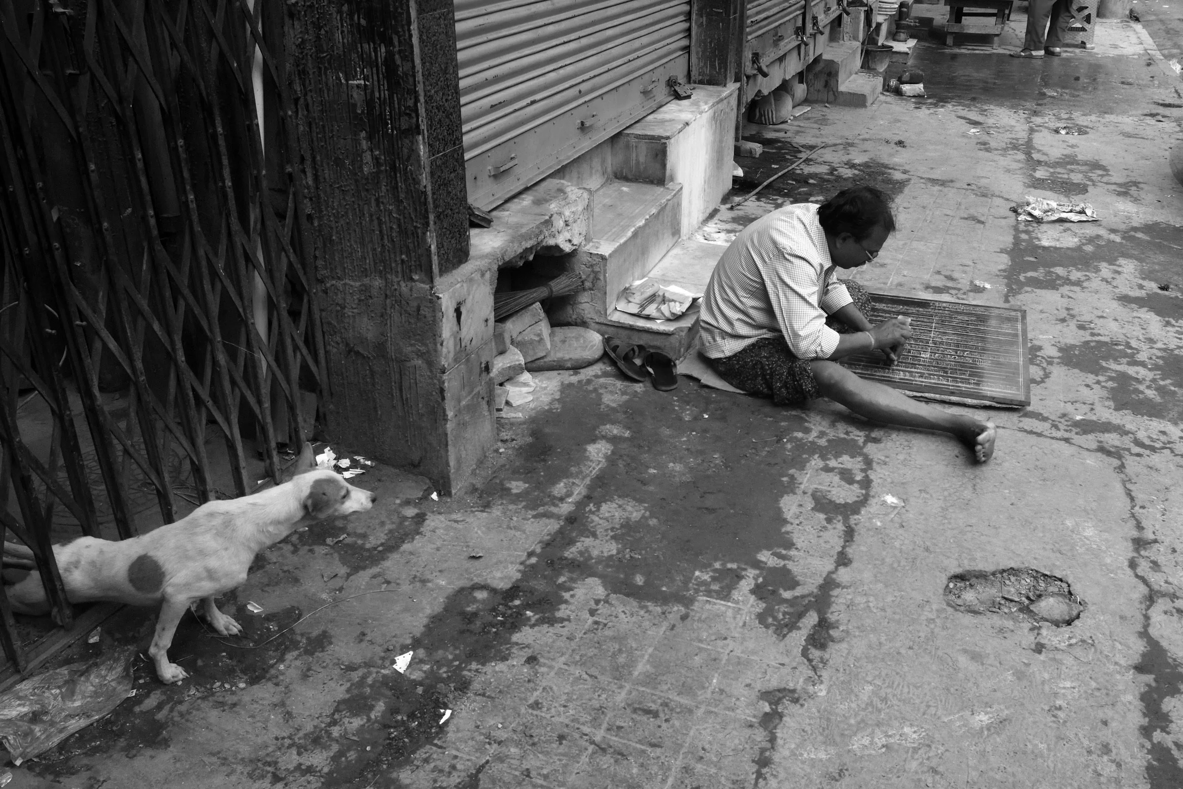 Street Dogs By Rajib Singha Progressive Street street-dogs-by-rajib-singha-progressive-street