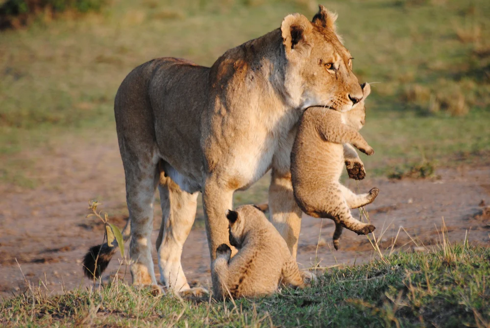 KWCA_Lion_Cubs.jpg