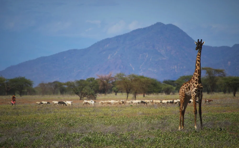 soralo-giraffe2.jpg