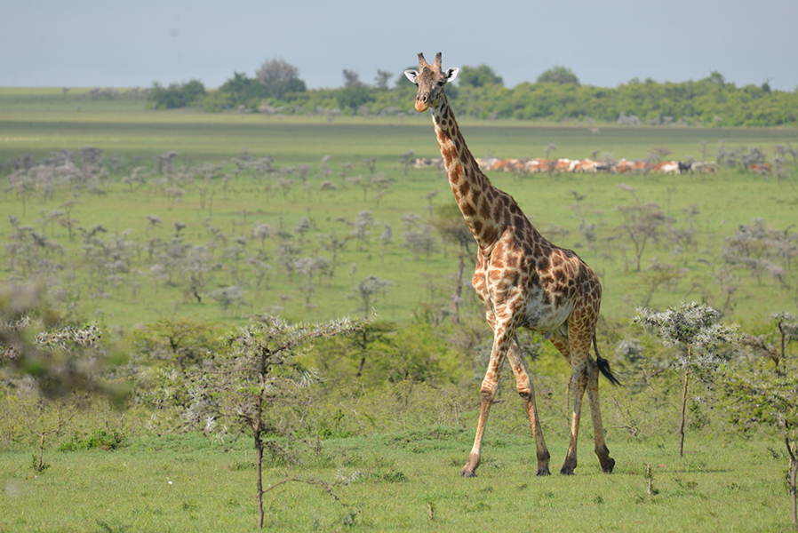 Giraffe-in-Naboisho-w_cattle.jpg