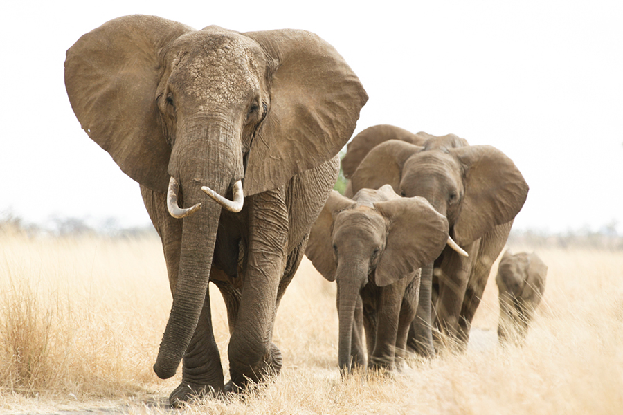 HG_elephants.jpg
