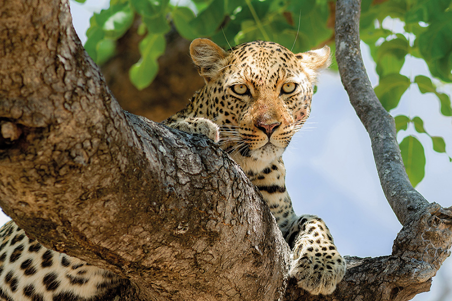 BCP_leopard_web.jpg