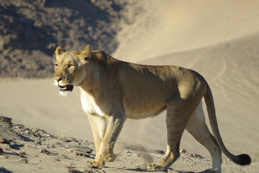 IRDNC_lion_web.jpg