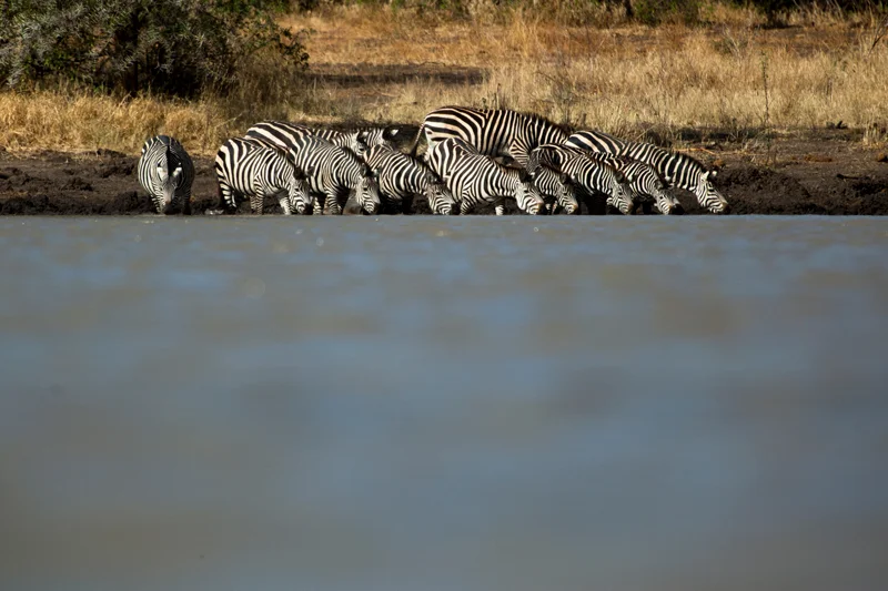HG_zebra.jpg
