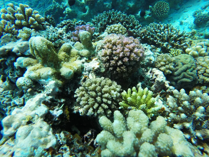 Mwambao_coral.jpg