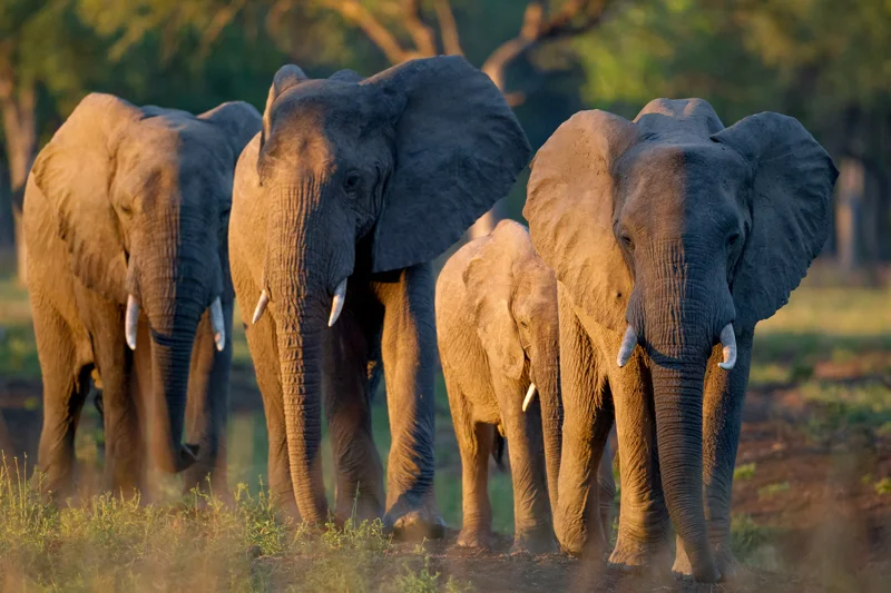 BCP_elephants.jpg