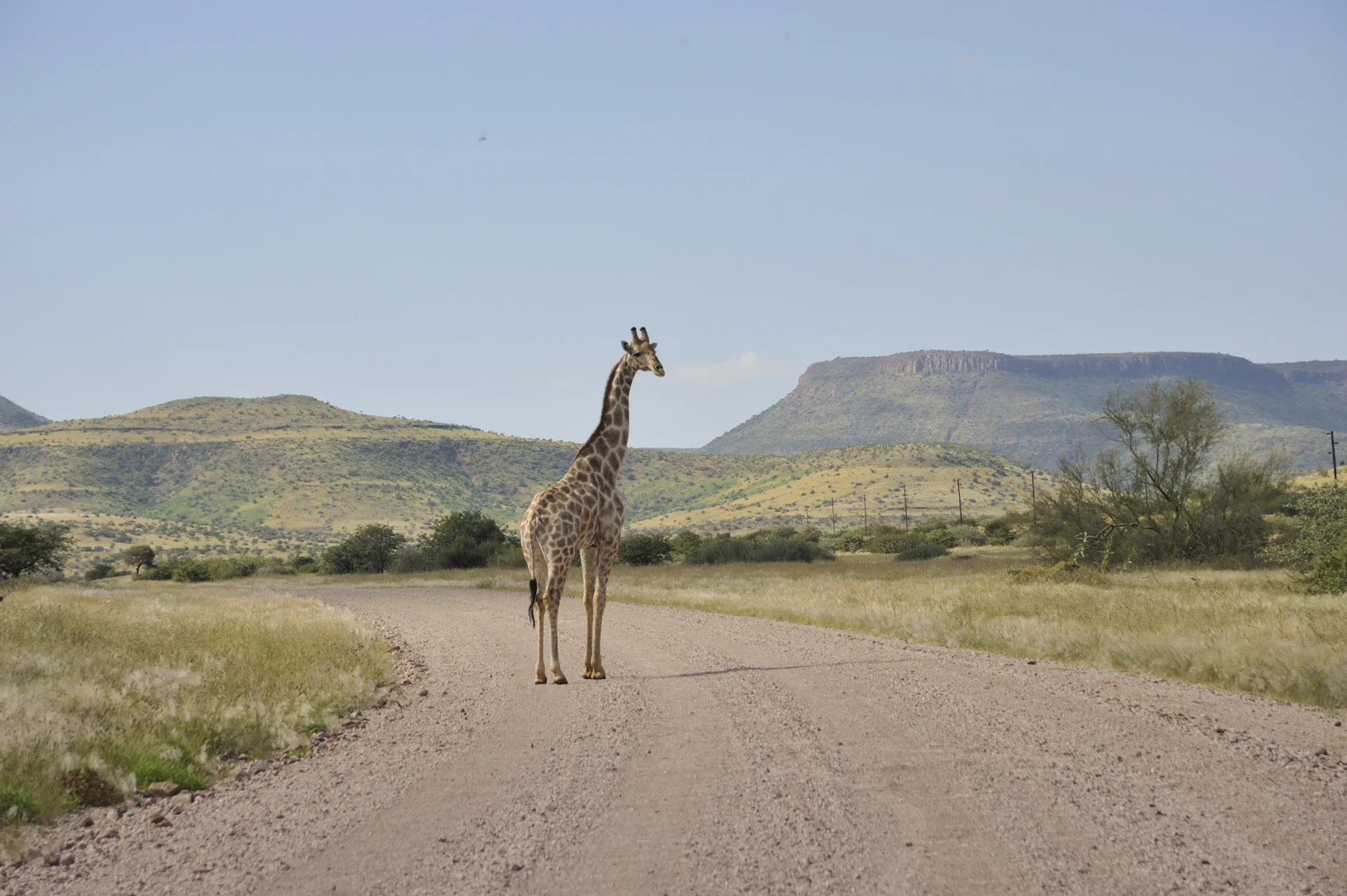 11.04 Torra Giraffe 005.jpg