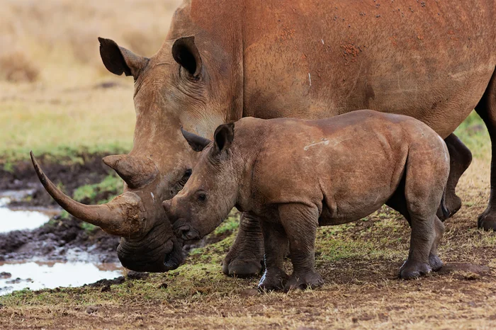 Lewa Wildlife Conservancy