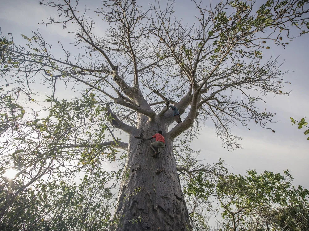 TNC_Tree.jpg