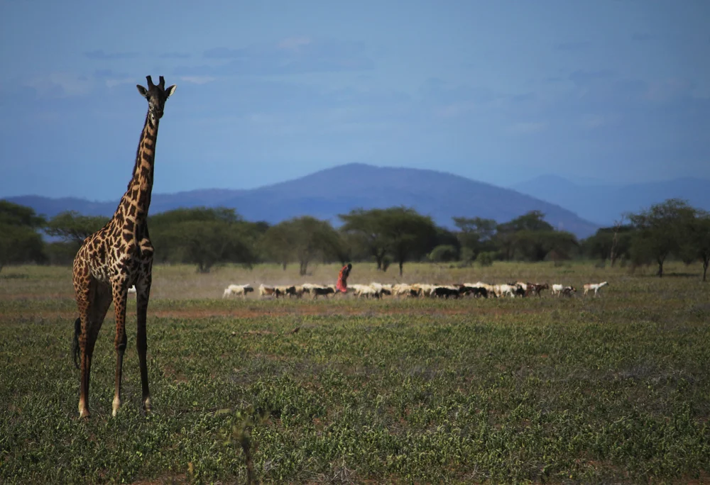 Giraffe_Cows.jpg