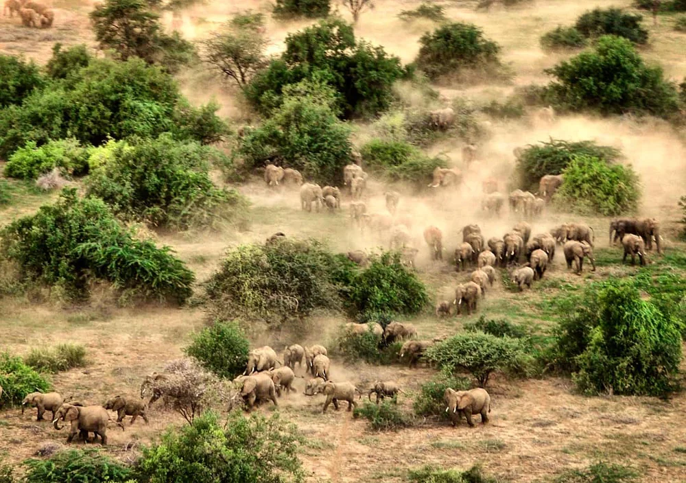 Elephants_Kenya_web.jpg