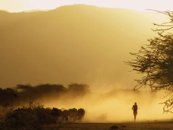 sunset+cattle+2_web.jpg