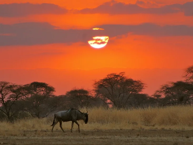 Wildebeest_SORALO.jpg