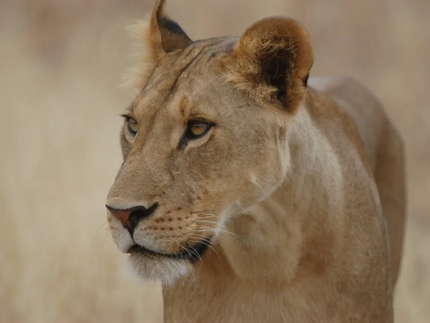 Lion_1.jpg