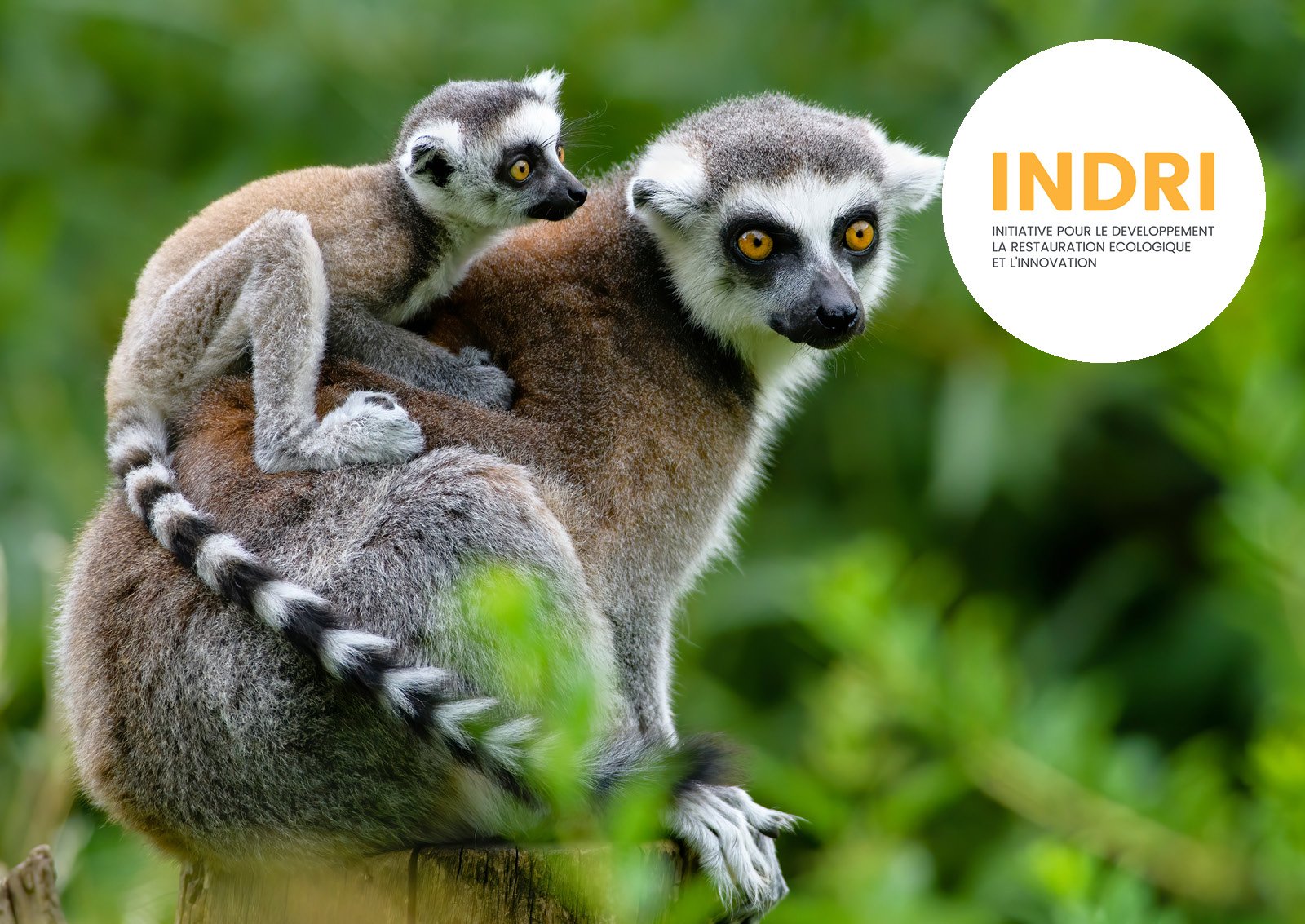  INDRI, l’Initiative pour le Développement, la Restauration écologique et l’Innovation