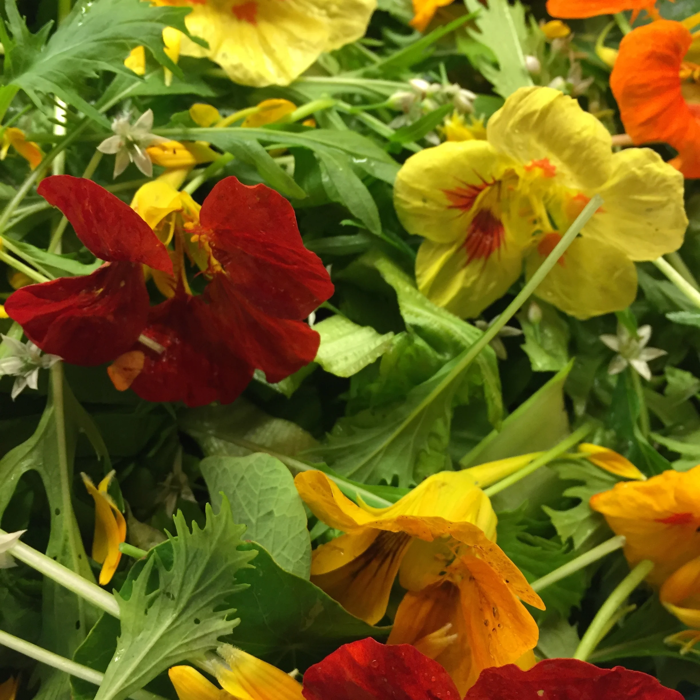HOT NASTURTIUM SALAD