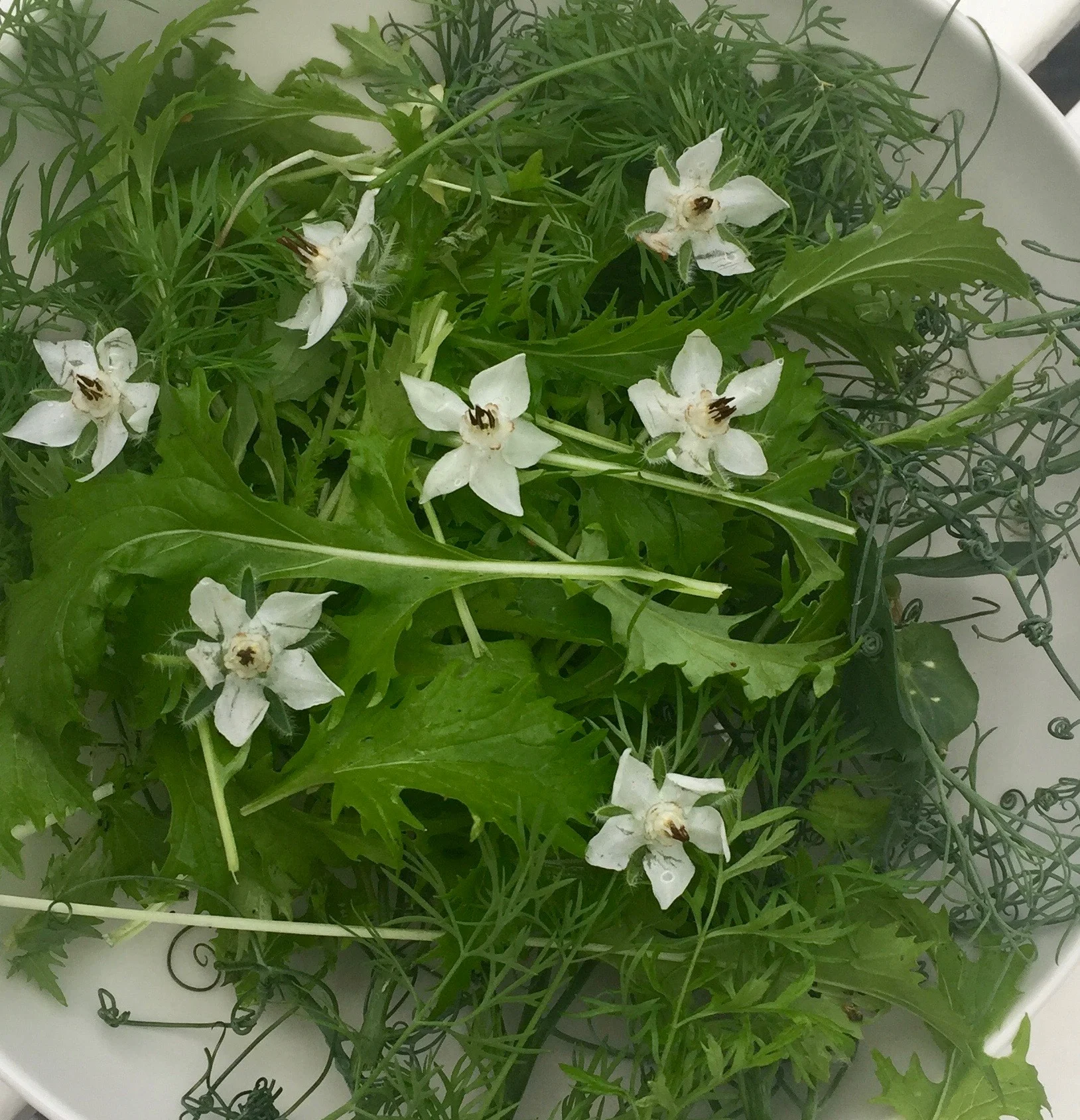 REF:10 ‘borago officinalis’ Bourrache blanc, Borage (white) flowers can be used in drinks and salads. Young leaves can be used in salads, soups or pesto.