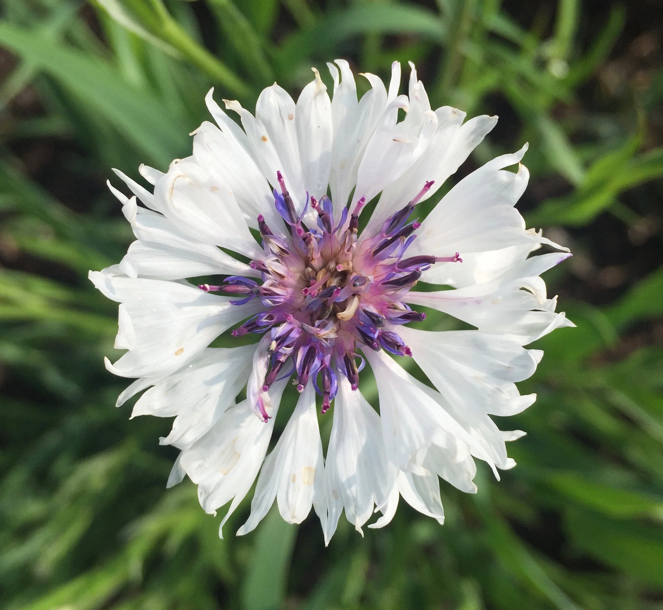 REF:18 ‘centaurea cyanus’ bleuet (BLanc), white cornflowers flower petals can be scattered over salads, cakes. add a spicy tone to rice, pancakes or in summer drinks.