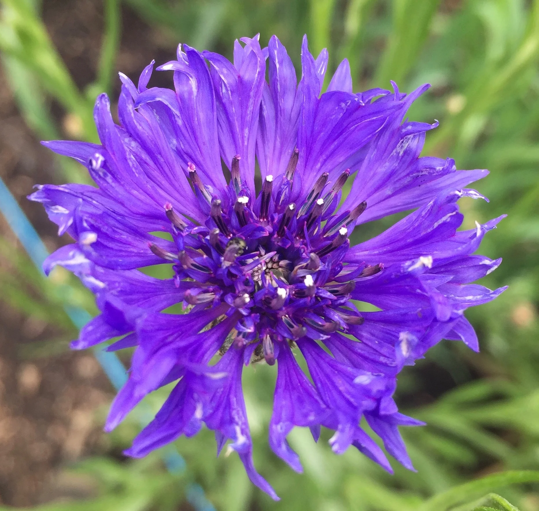 REF:17 ‘centaurea cyanus’ bleuet (BLeu), blue cornflowers flower petals can be scattered over salads, cakes. add a spicy tone to rice, pancakes or in summer drinks.