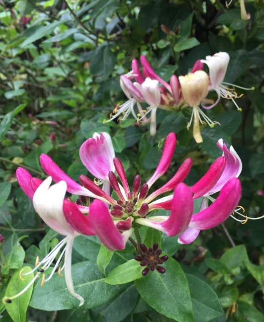 REF:57 ‘Lonicera’ Honeysuckle honey sweet flower petals can be made into a sorbet. Infuse the petals in salt.