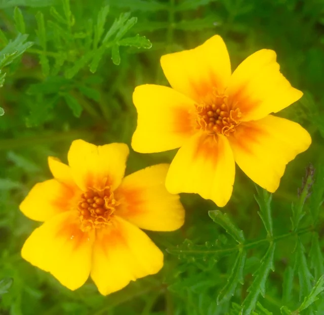 TAGETES (FRENCH MARIGOLD) MIXED CoLOURS 30 heads €9.66 htva