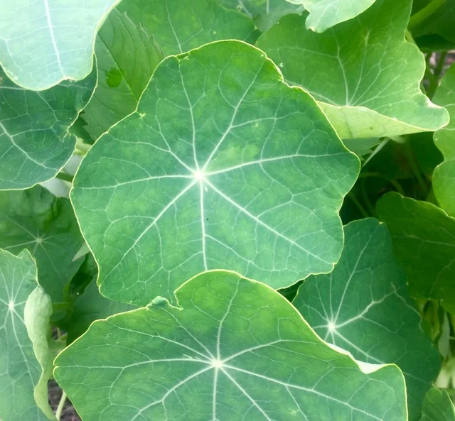 REF:100 ‘tropaeolum majus’ capucines (feuilles) NASTURTIUM LEAVES NASTURTIUM LEAVES can be scattered over salads,and savoury dishes. makes a great pesto.