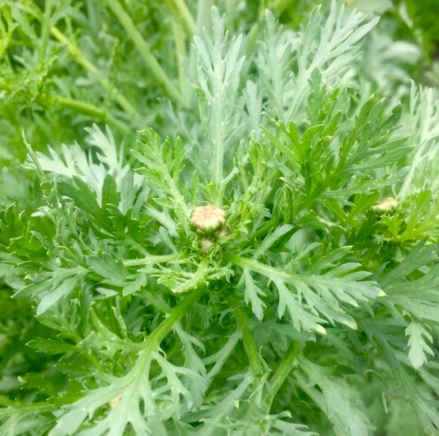 CHOP SUEY GREENS SHUNGKU