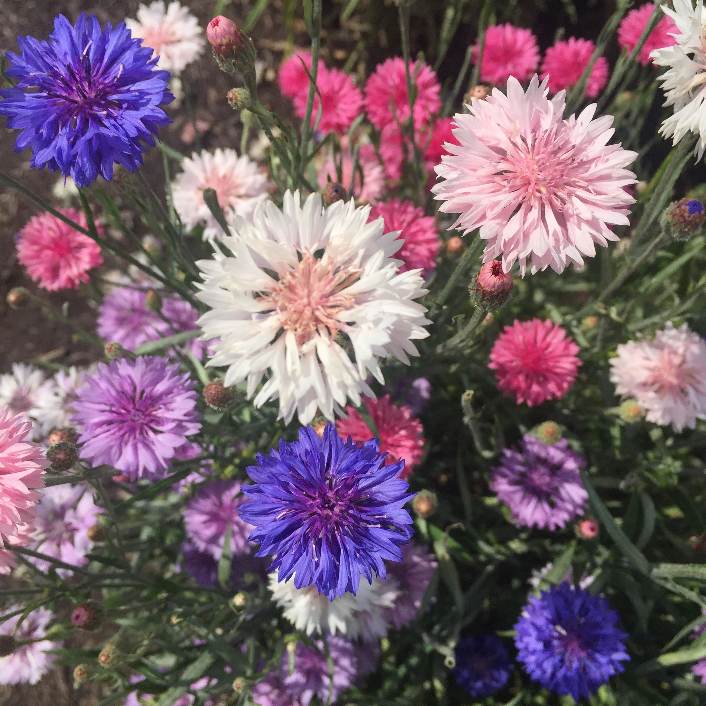 cornflowers (mixed Colours)