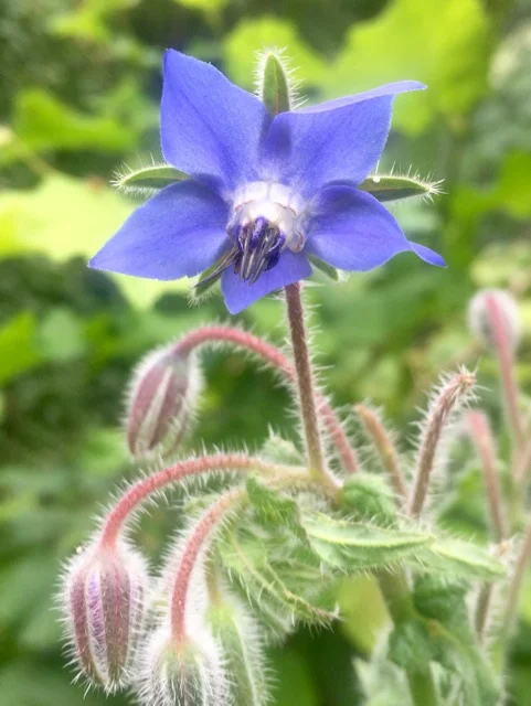 REF:11 ‘borago officinalis’ Bourrache bleu, Borage (blue) flowers can be used in drinks and salads. Young leaves can be used in salads, soups or pesto.