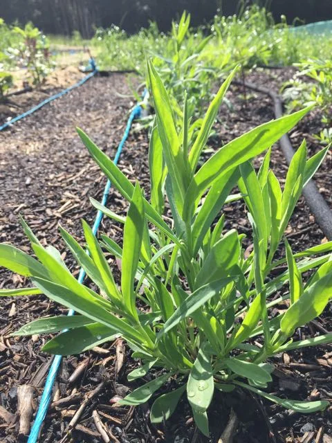 REF:96 ‘Silene vulgaris’ Silène enflé, bladder campion LEAVES can be boiled and added to risotto dishes.makes a great pesto.