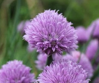 REF:5 ‘Allium schoenoprasum’ fleur de ciboulette, chive flowers flowers and leaves are great Added to salads, egg and cheese dishes.great in a dressing over the winter period freeze small ice cubes of chives in olive oil.