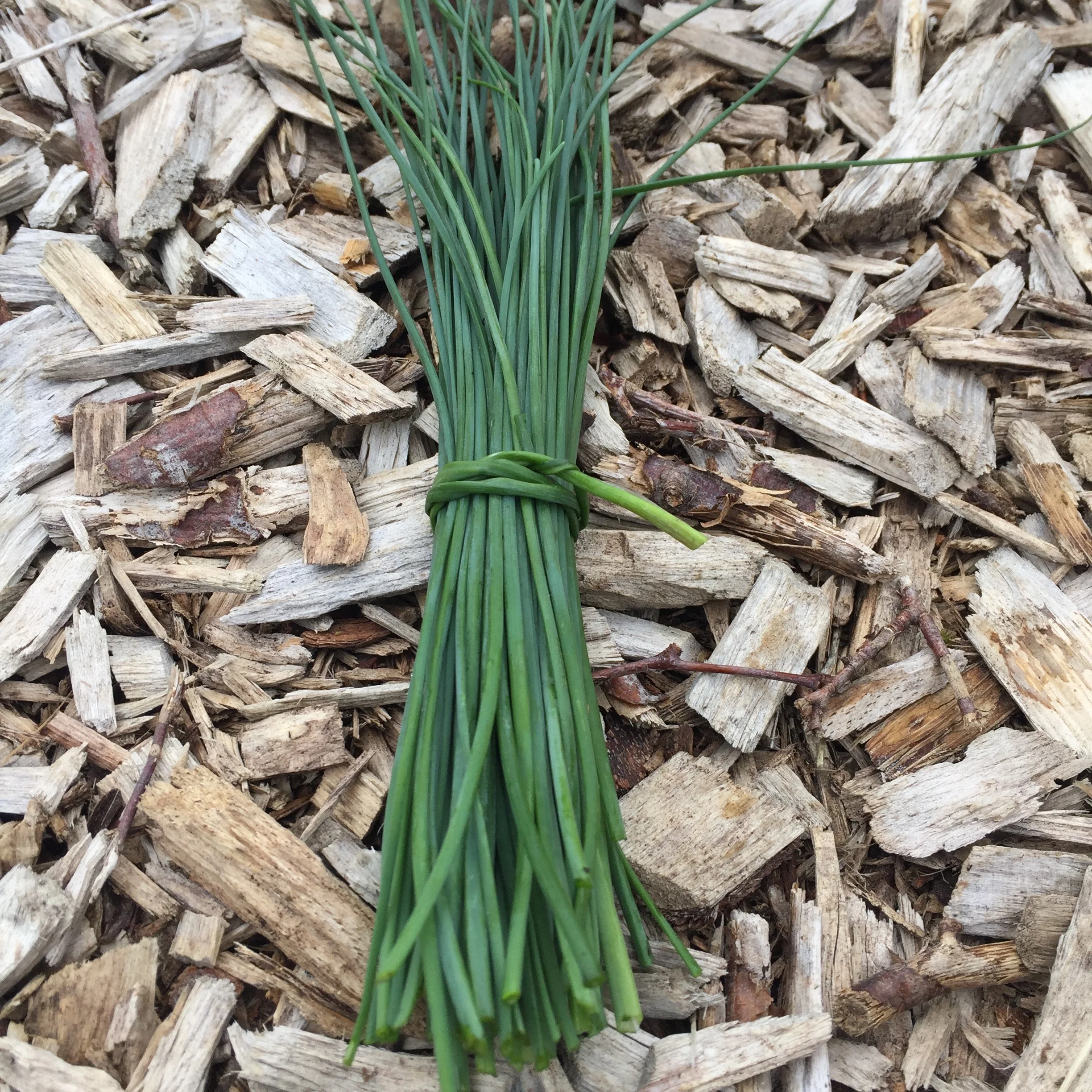 REF:6 ‘Allium schoenoprasum’ ciboulette, chives flowers and leaves are great Added to salads, egg and cheese dishes.great in a dressing over the winter period freeze small ice cubes of chives in olive oil.