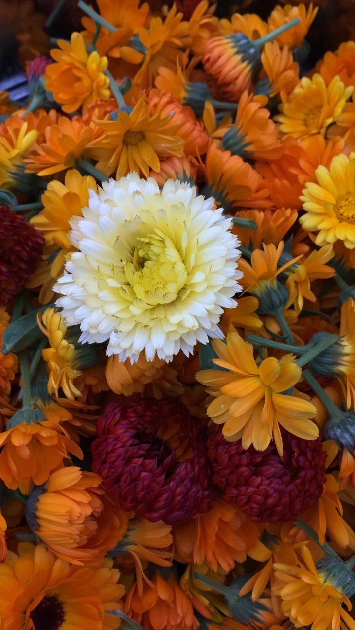 REF:14 ‘calendula officinalis’ calendula mixte use flower petals in salads, both sweet and savory. infuse whole flowers in olive oil.