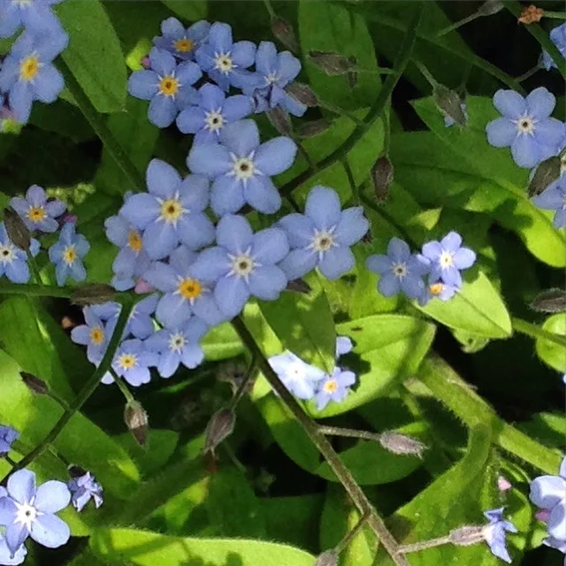 REF:64 ‘Myosotis’ Myosotis, Forget-me-not Forget-me-not flowers can be scattered over salad, desserts, great floating in cocktails too!