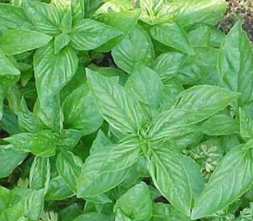 REF:67 ‘Ocimum basilicum’ Basilic classique classic basil use with marinades, pasta, tomatoes, salads, sauces, cocktails and infusions.