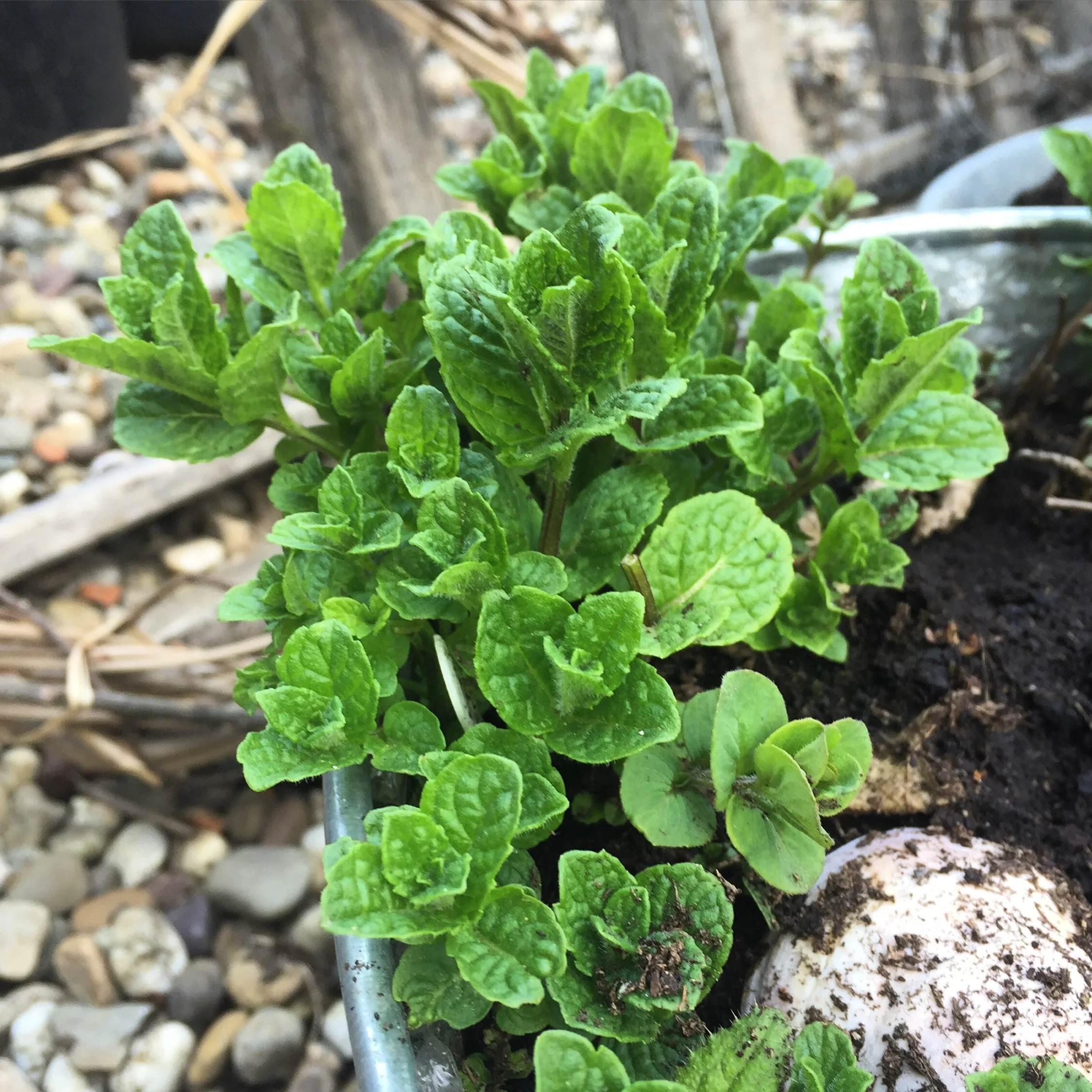 REF:62 ‘Mentha .spp’ Menthe, mint The leaves can be used to make a strong infusion of peppermint tea. Add torn leaves to strawberries, rice, couscous & salads.