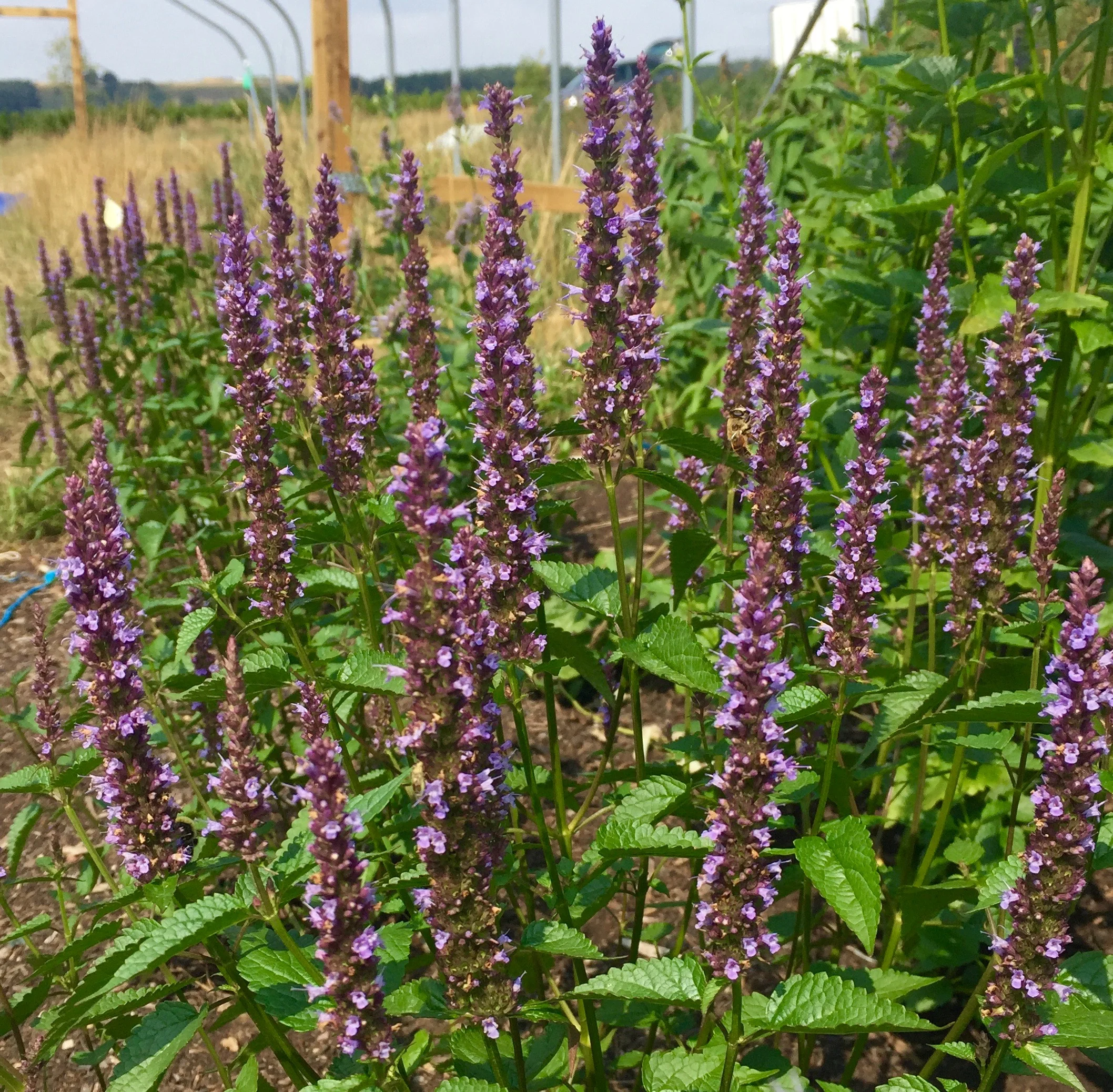 REF:2 ‘Agastache hybrida Astello Indigo’ Agastache hybrida, Agastache hybrida Astello Indigo flowers and leaves are edible. delicious added to roasted dishes.