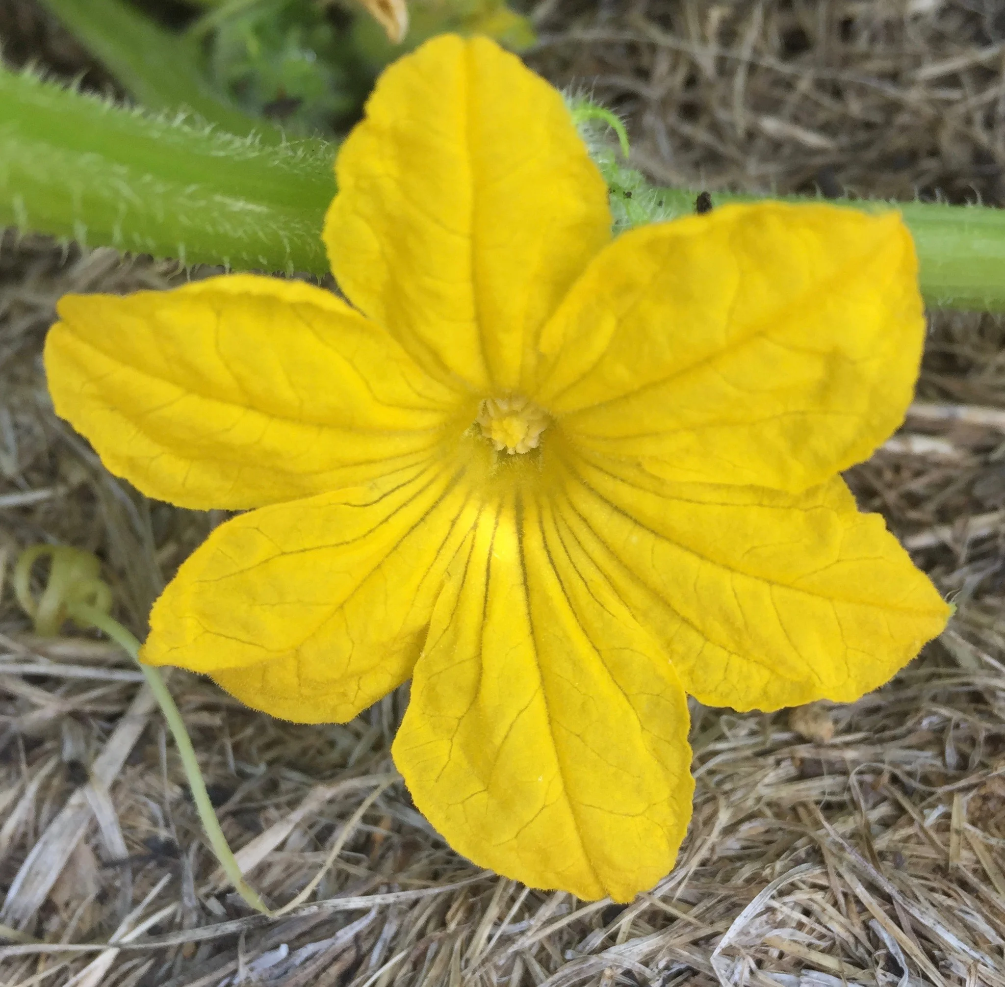 REF:27 ‘Cucumis sativus’ Concombre (fleur), Cucumber flowers flowers can be scattered over salads, stuffed with couscous, buckwheat, rice.