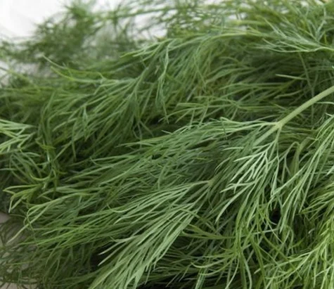 REF:8 ‘Anethum graveolens’ L'aneth, dill compliments, fish, dressings and salads