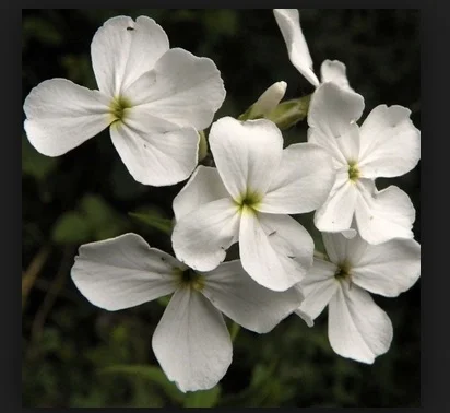 REF:50 ‘ Hesperis matronalis’ fleure de roquette, Sweet Rocket add to salads, for that extra tang!